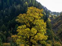 Leuchtender Ahornbaum im schrägen Sonnenlicht